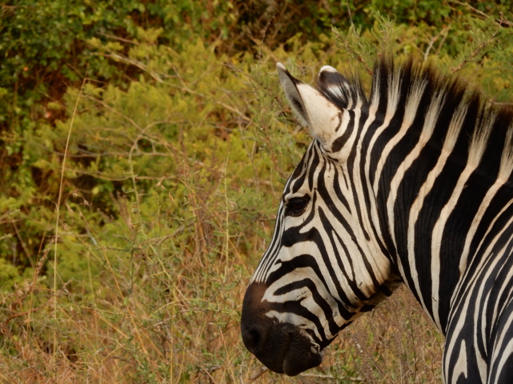 Luxury safari vehicle on golden savanna