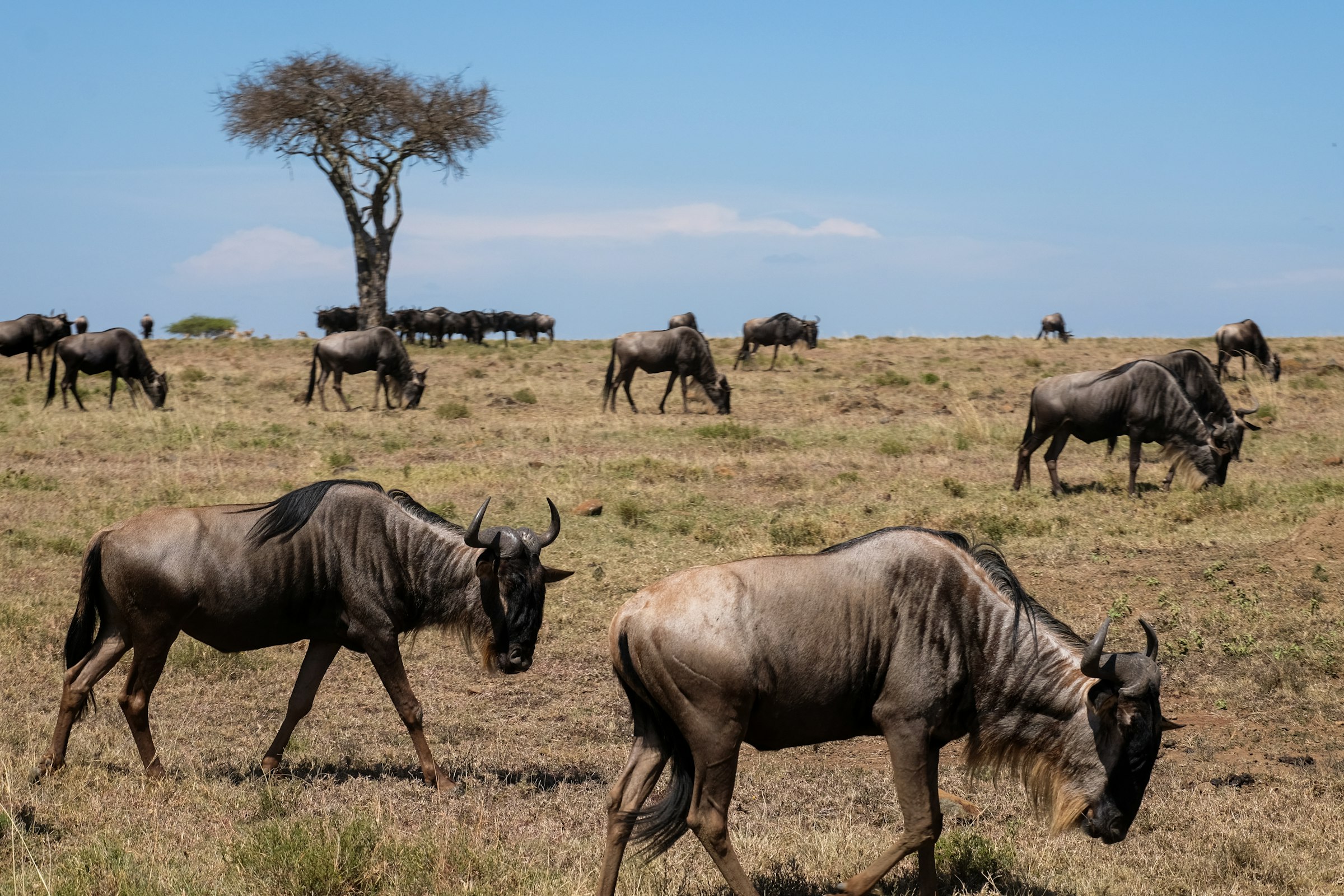 Masai Mara ecosystem — acacia-dotted savanna and wildebeest herds in Kenya