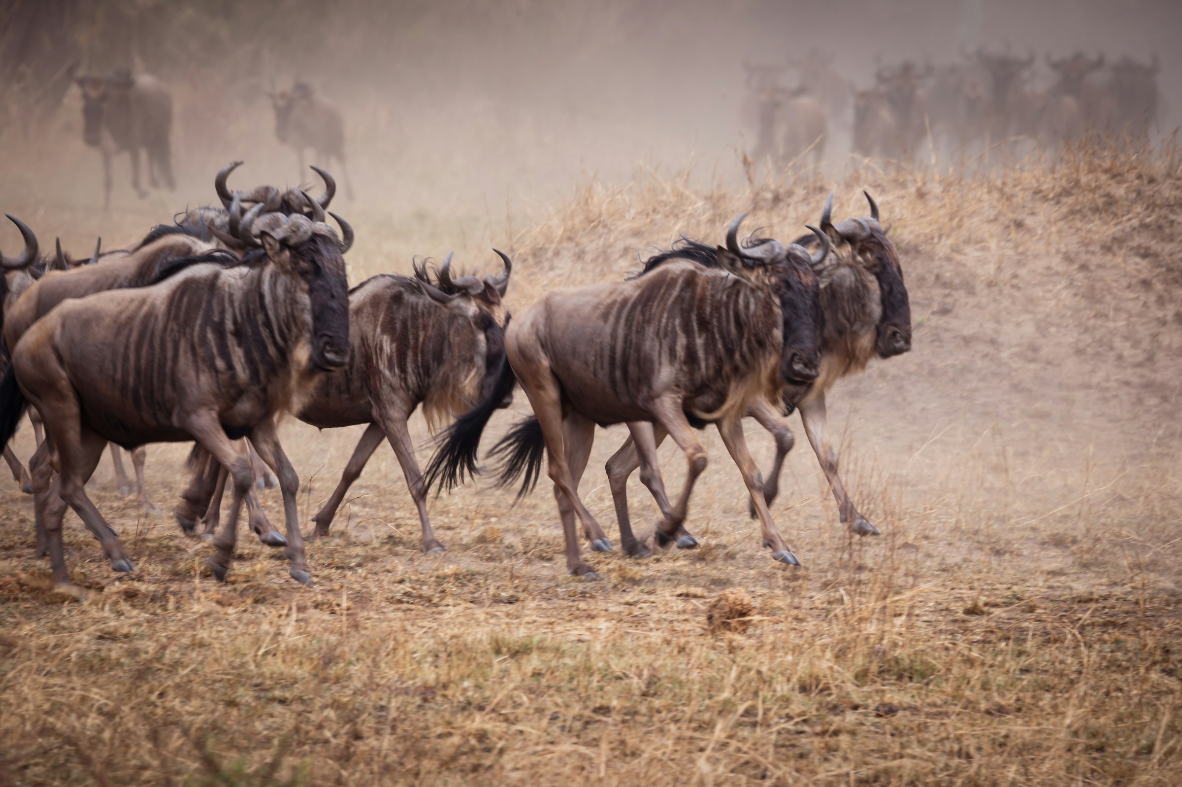 Great Migration in the Serengeti — wildebeest herd crossing the savanna in Tanzania