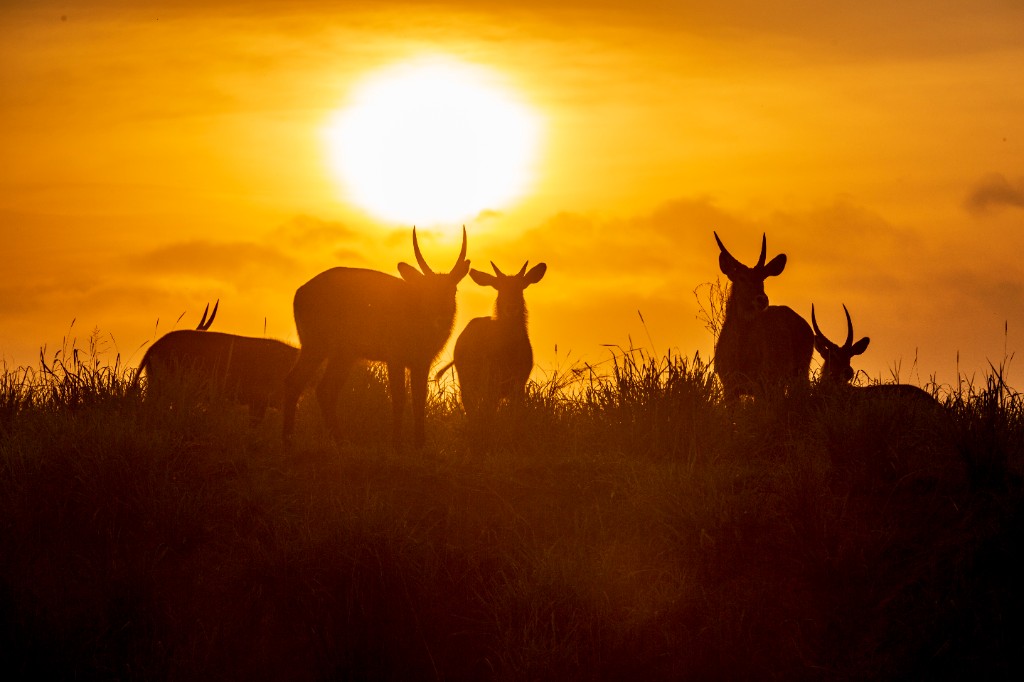 Antelopes at sunrise
