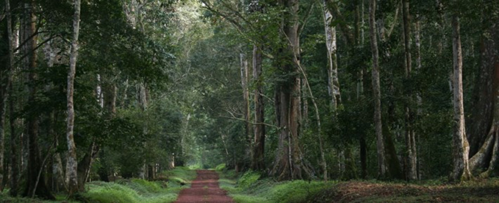 Budongo Forest — conservation landscapes, Uganda