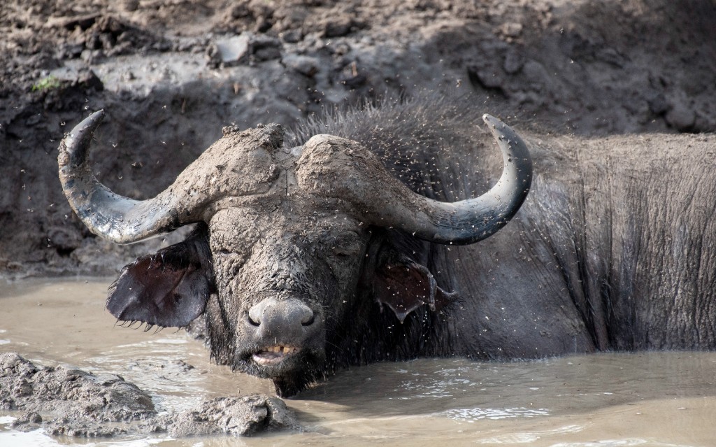 Buffalo in the mud