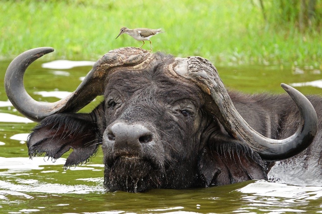 Buffalo in the water — Uganda