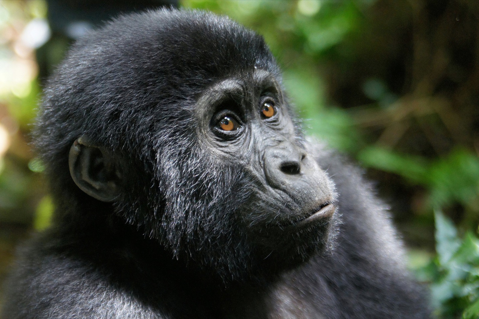 Mountain gorilla — primates and savanna wildlife, Uganda