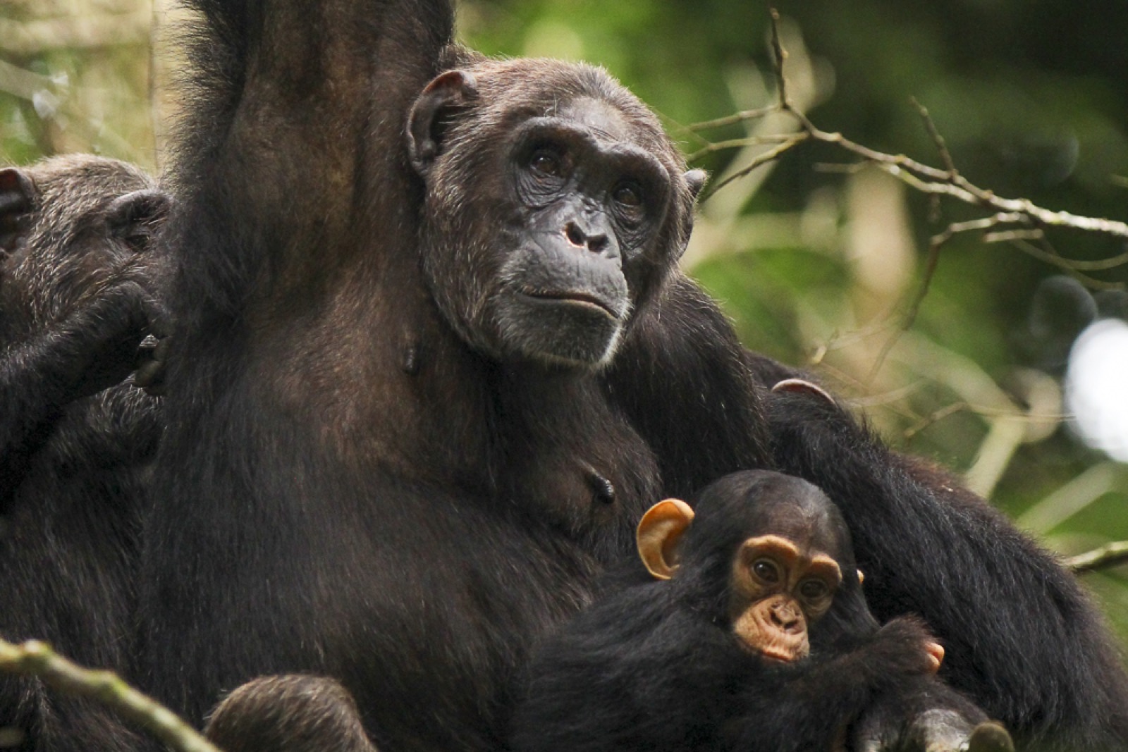 Gorilla family — Bwindi Impenetrable Forest