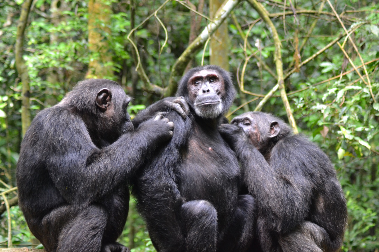 Chimpanzee trekking — Uganda and Rwanda primate safari