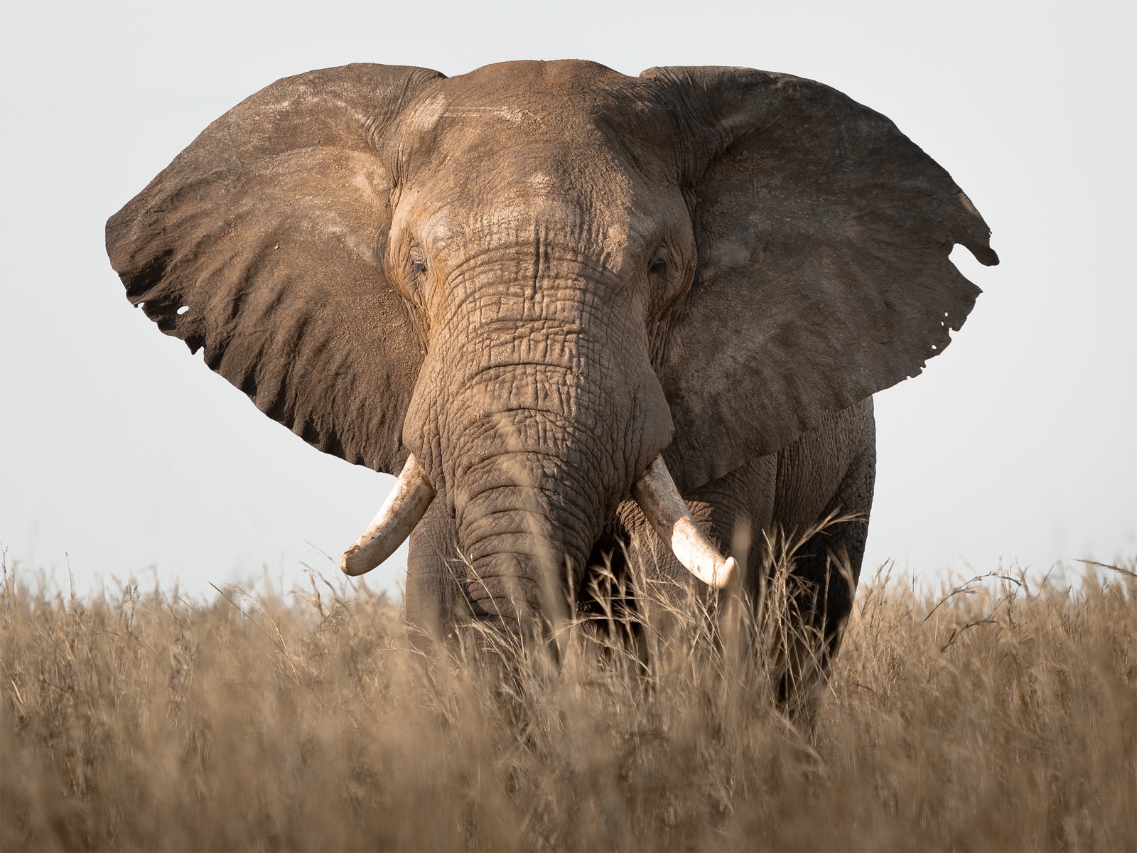 Elephants at Murchison Falls National Park