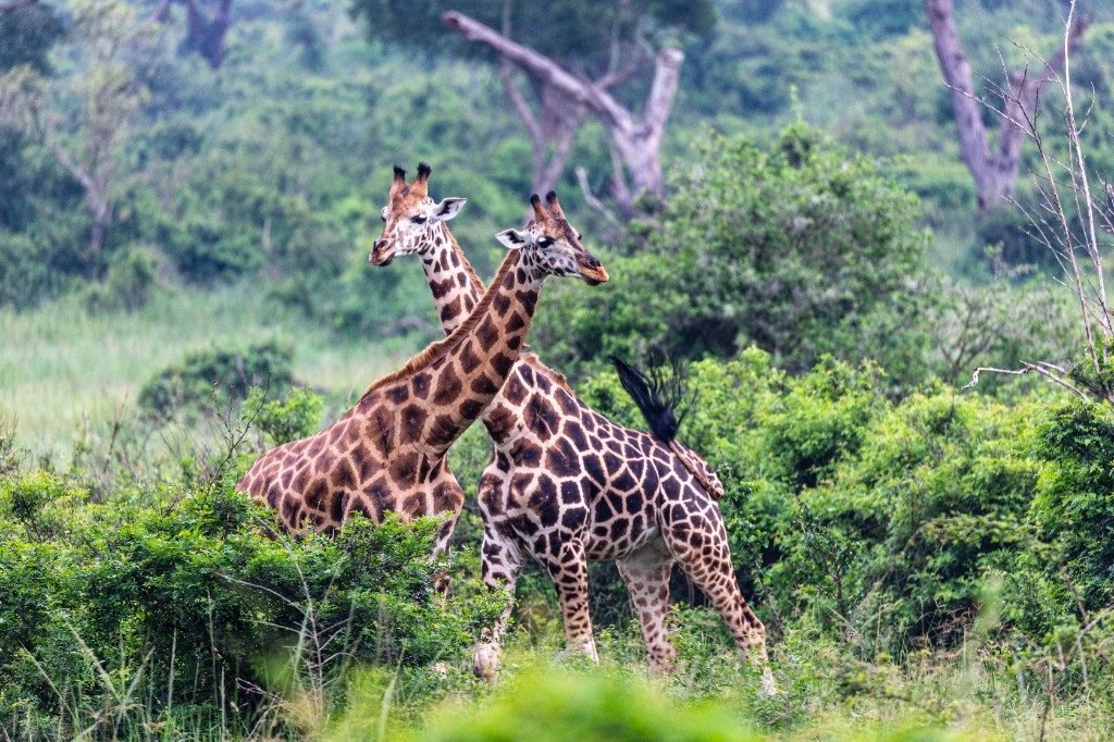 Giraffes in the wild