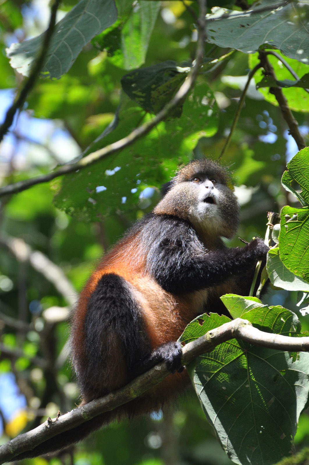 Golden monkey — Volcanoes region, Rwanda