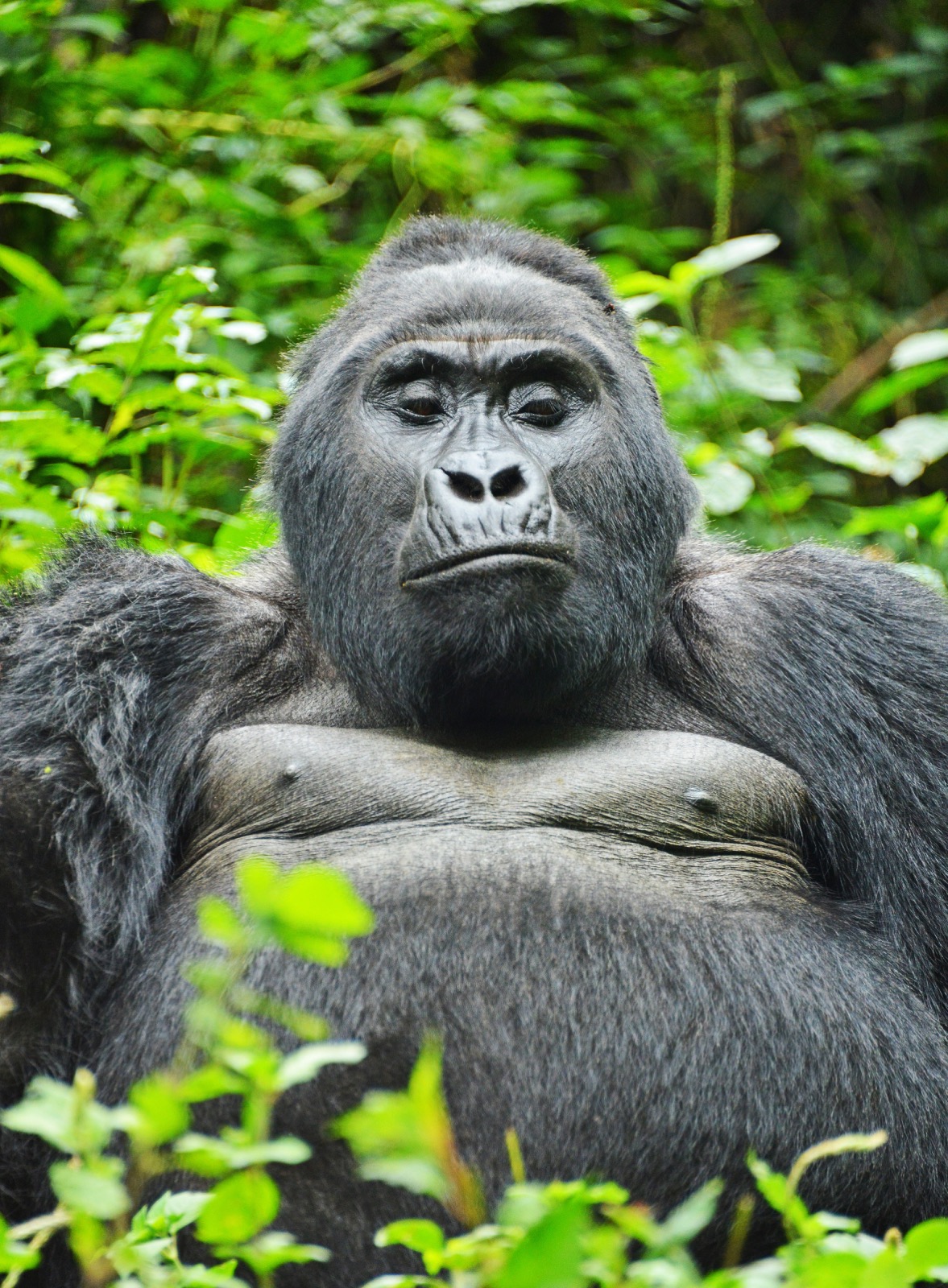 Gorillas and chimpanzees — Kibale and Bwindi, Uganda