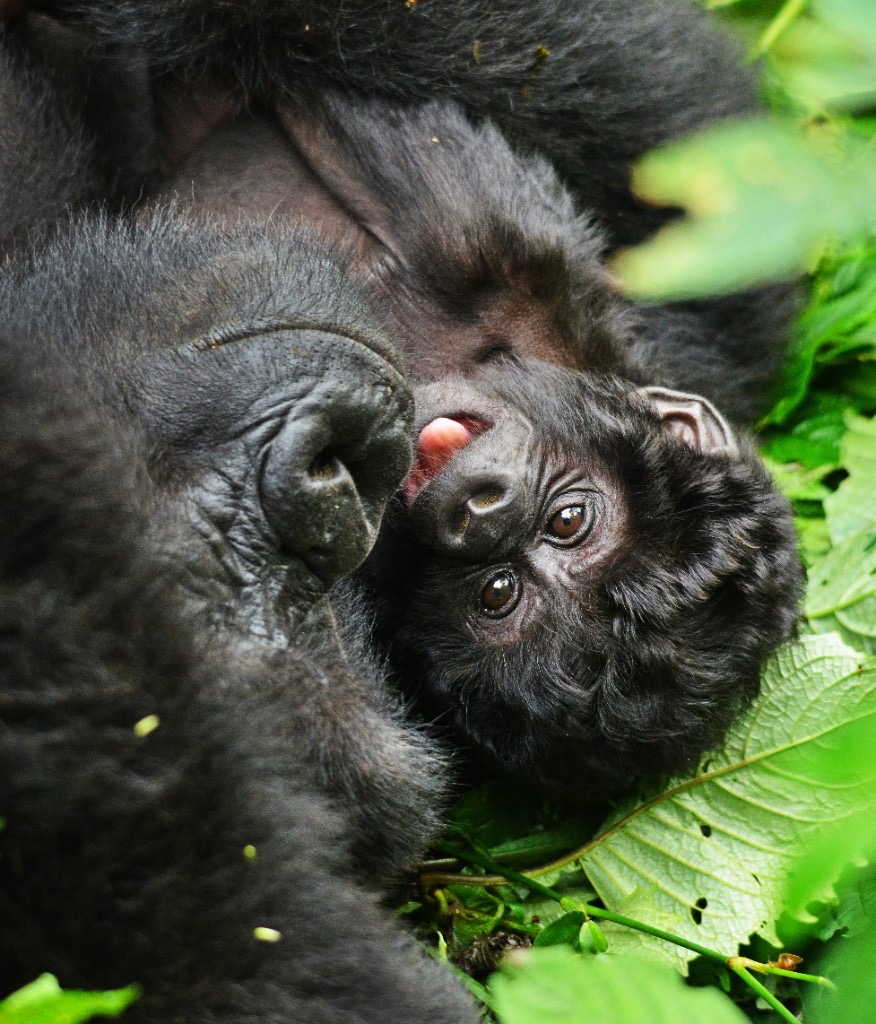 Mountain gorilla trekking — Bwindi, Uganda