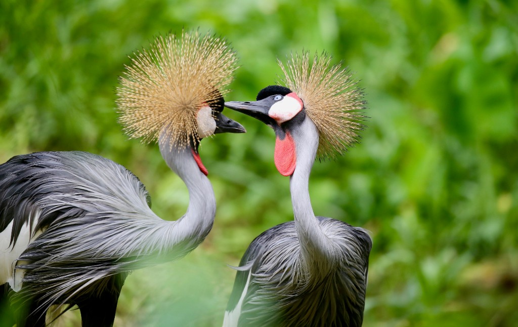 Grey crowned cranes — Uganda birding