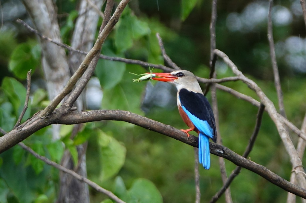 Grey-headed kingfisher — Uganda