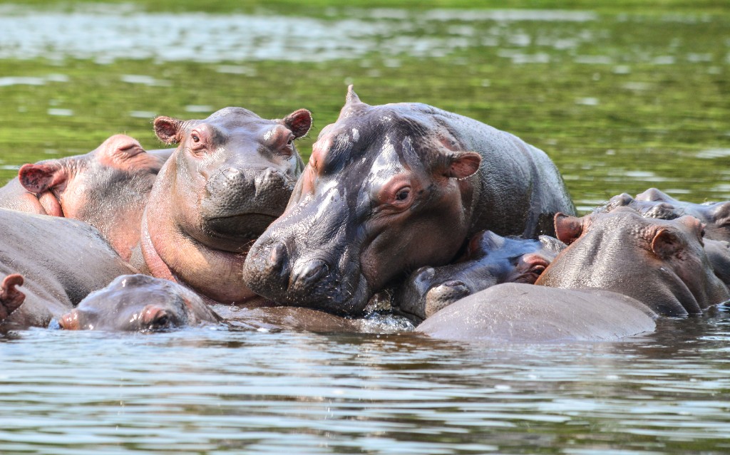 Hippos on the river — Uganda