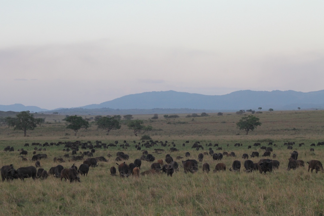 Kenya savanna — Uganda and Kenya safari
