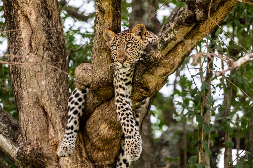 Leopard in a tree
