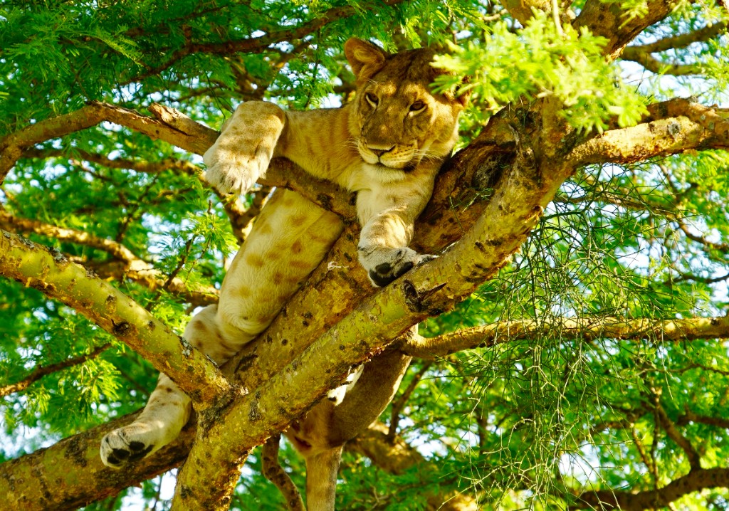 Tree-climbing lion — Uganda wildlife safari