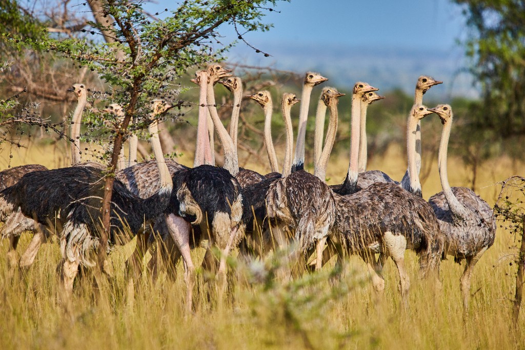 Ostriches on the savanna — East Africa