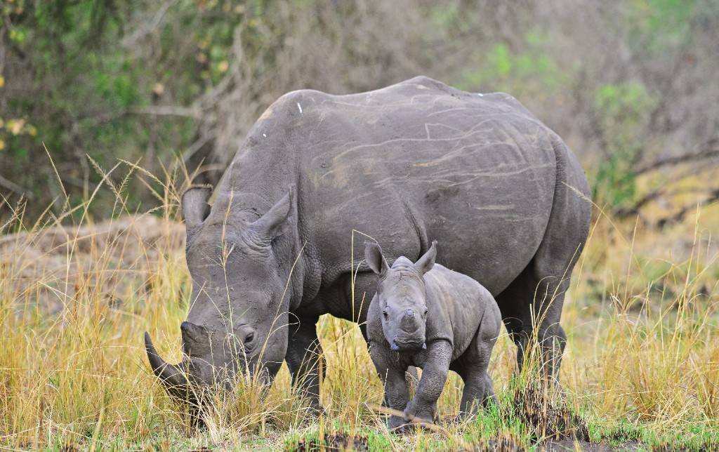 Rhino and calf — Uganda