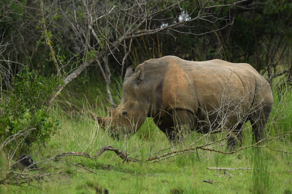 Rhino in the bush — Uganda safari