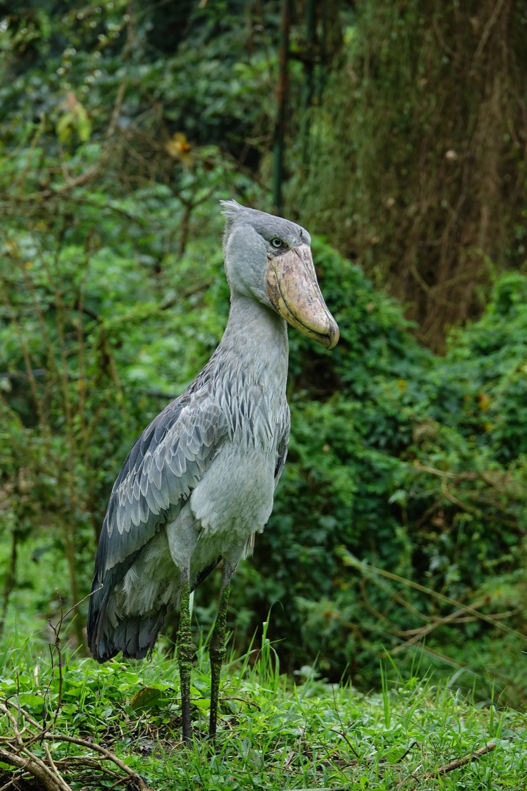 Shoebill — Uganda birding safari