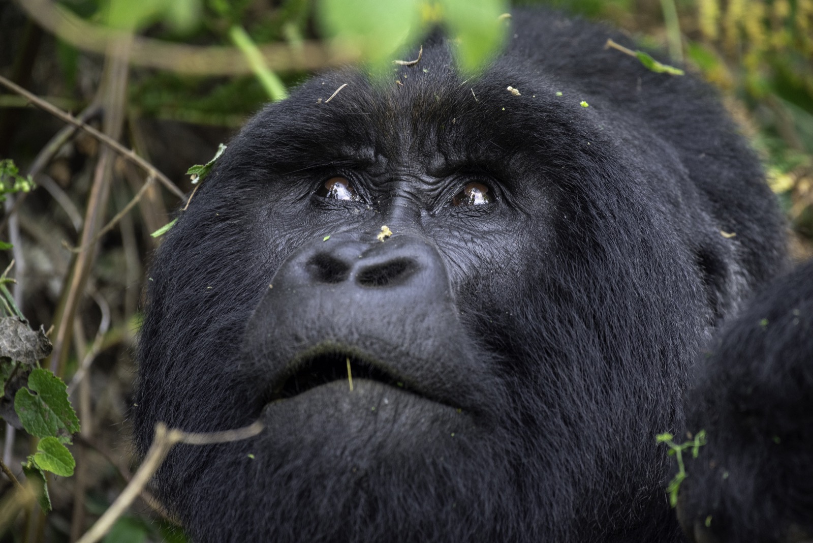 Gorilla habituation experience — Bwindi, Uganda