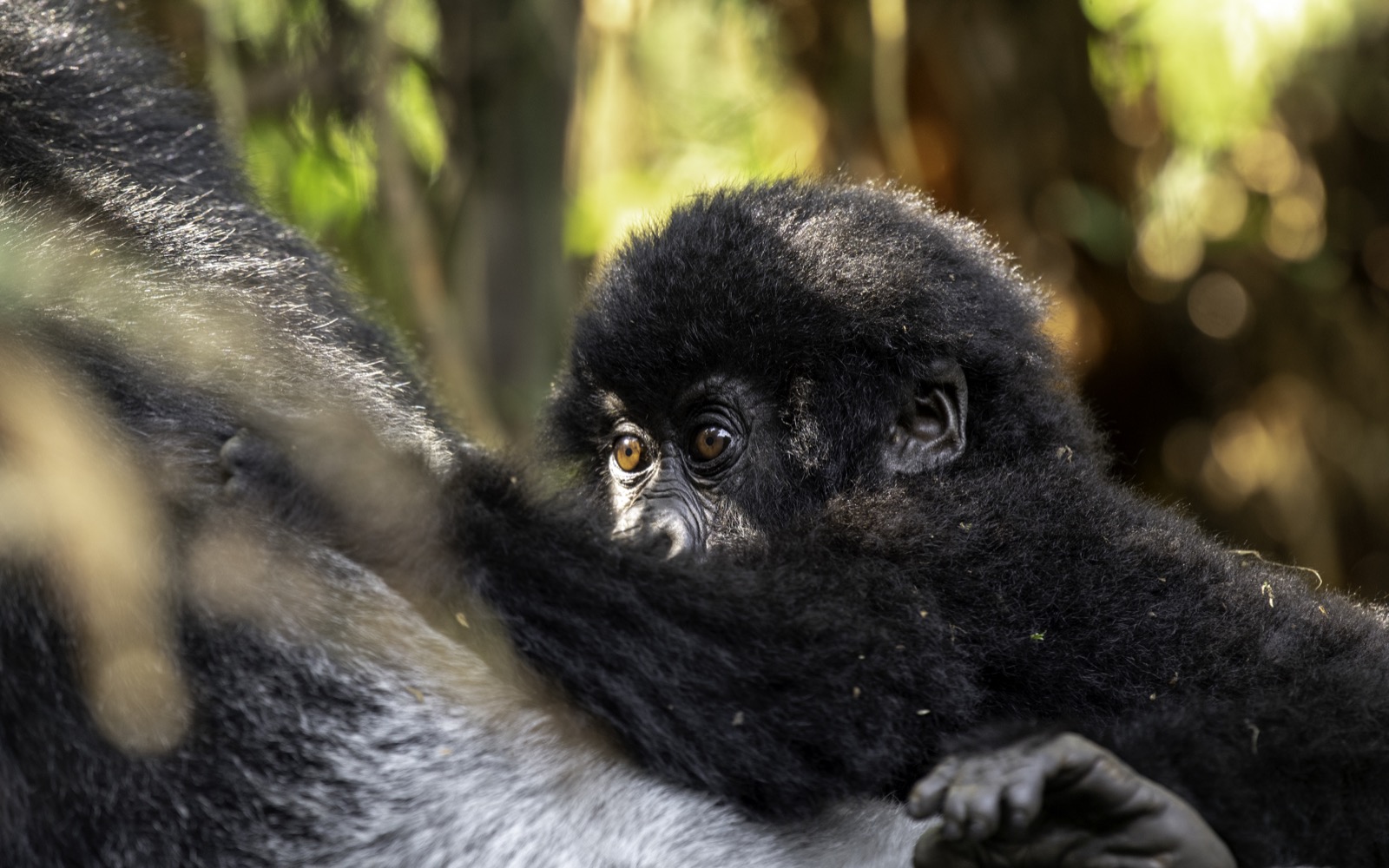 Luxury gorilla trek and Nile source safari — Uganda