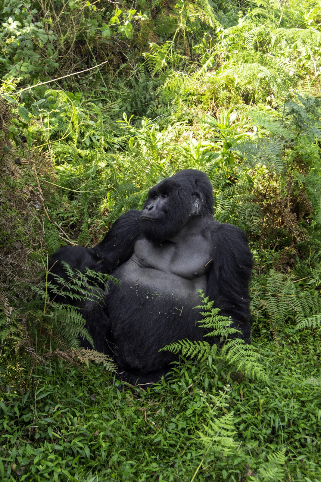 Mountain gorilla silverback — Bwindi Impenetrable Forest, Uganda