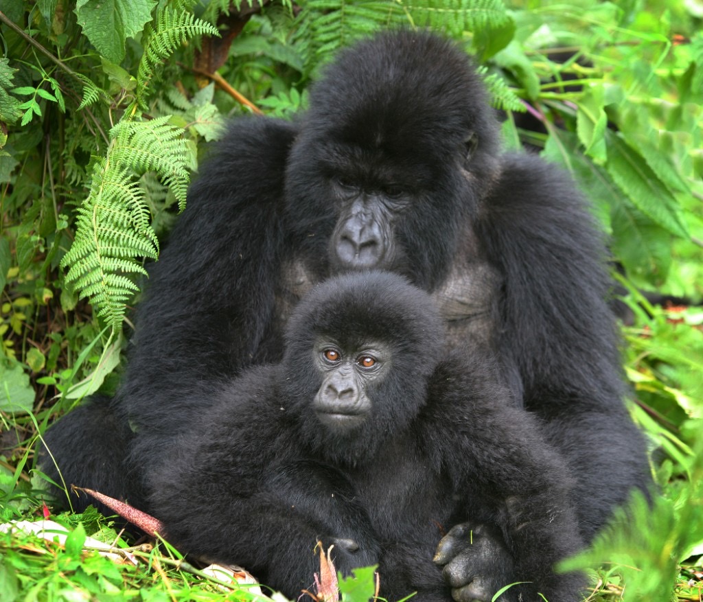 Mountain gorilla in dense forest
