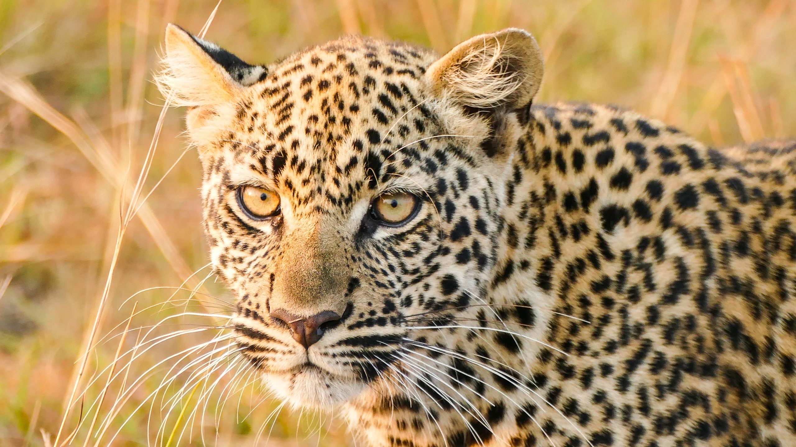 Guests on safari with Quaint Africa Safaris in East Africa