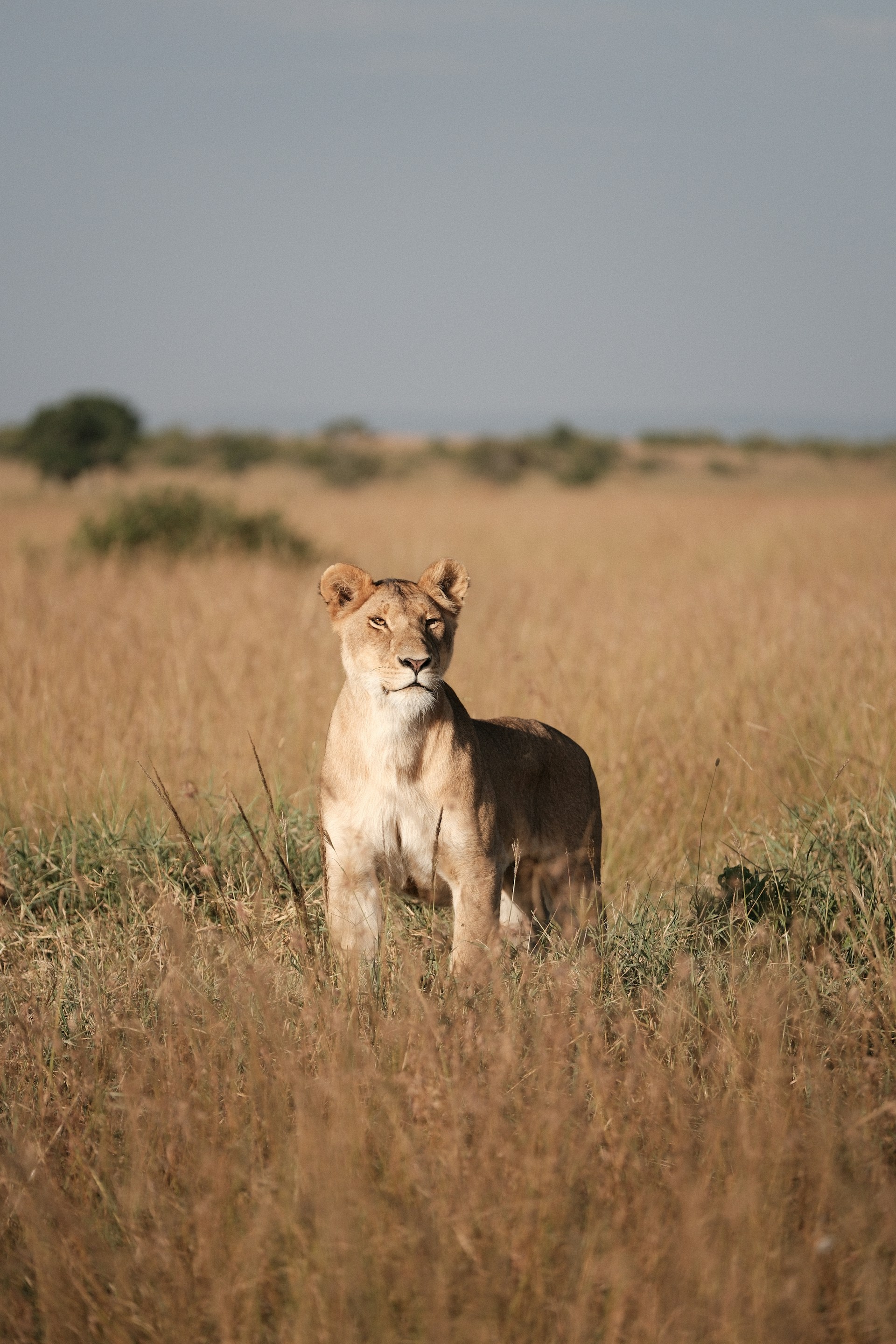 Lion pride on the Maasai Mara — Southern Kenya safari