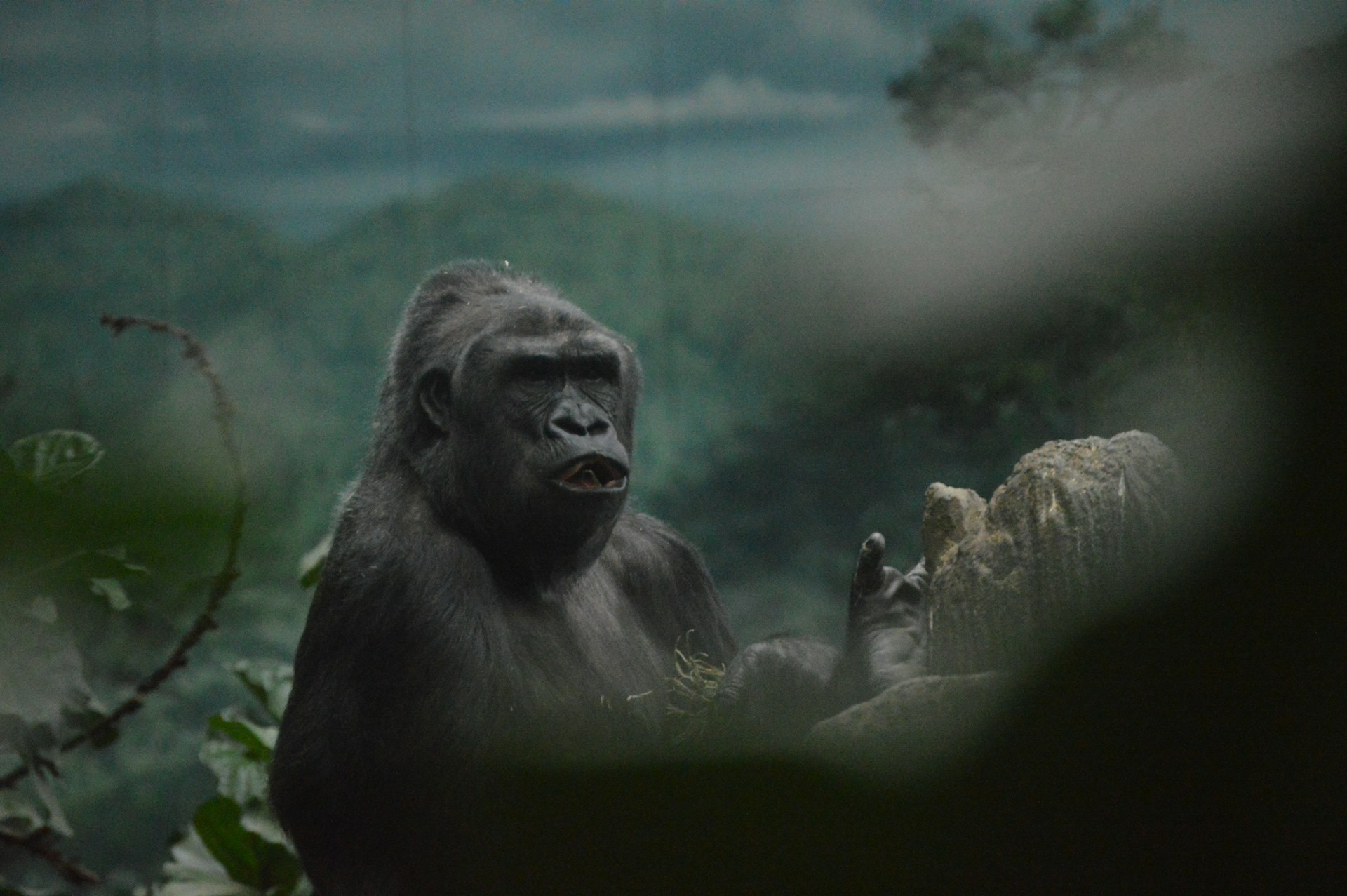 Mountain gorilla in misty forest — Rwanda and Uganda primate safari