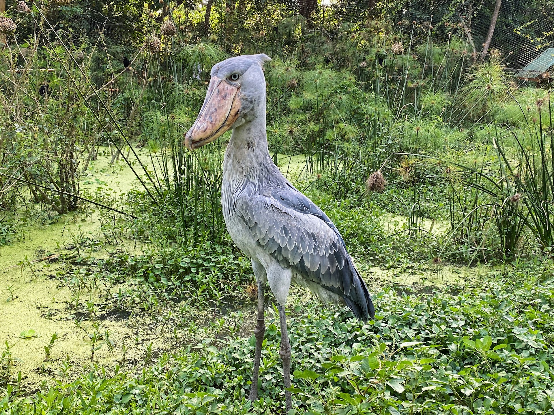 Shoebill stork — Uganda birding safari, Mabamba wetlands