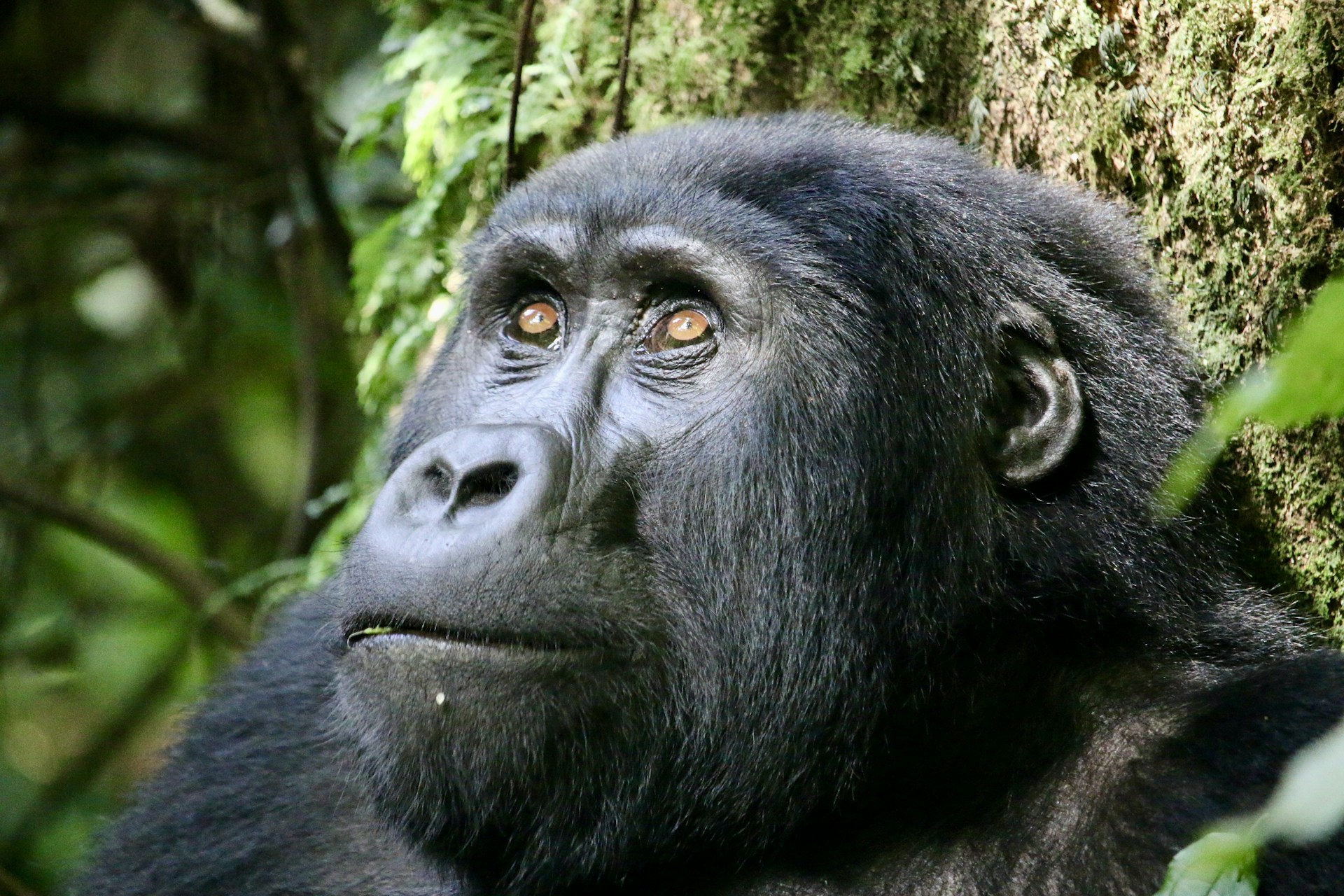 Gorilla habituation trek — misty Bwindi forest, Uganda