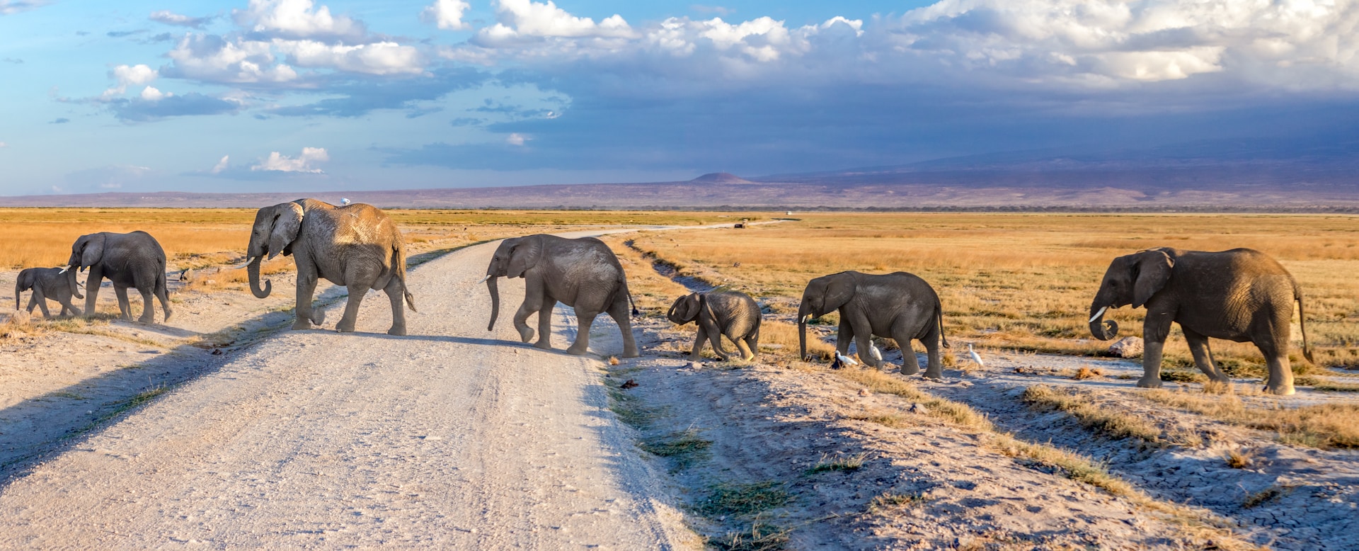 Amboseli elephants beneath Kilimanjaro — Kenya safari