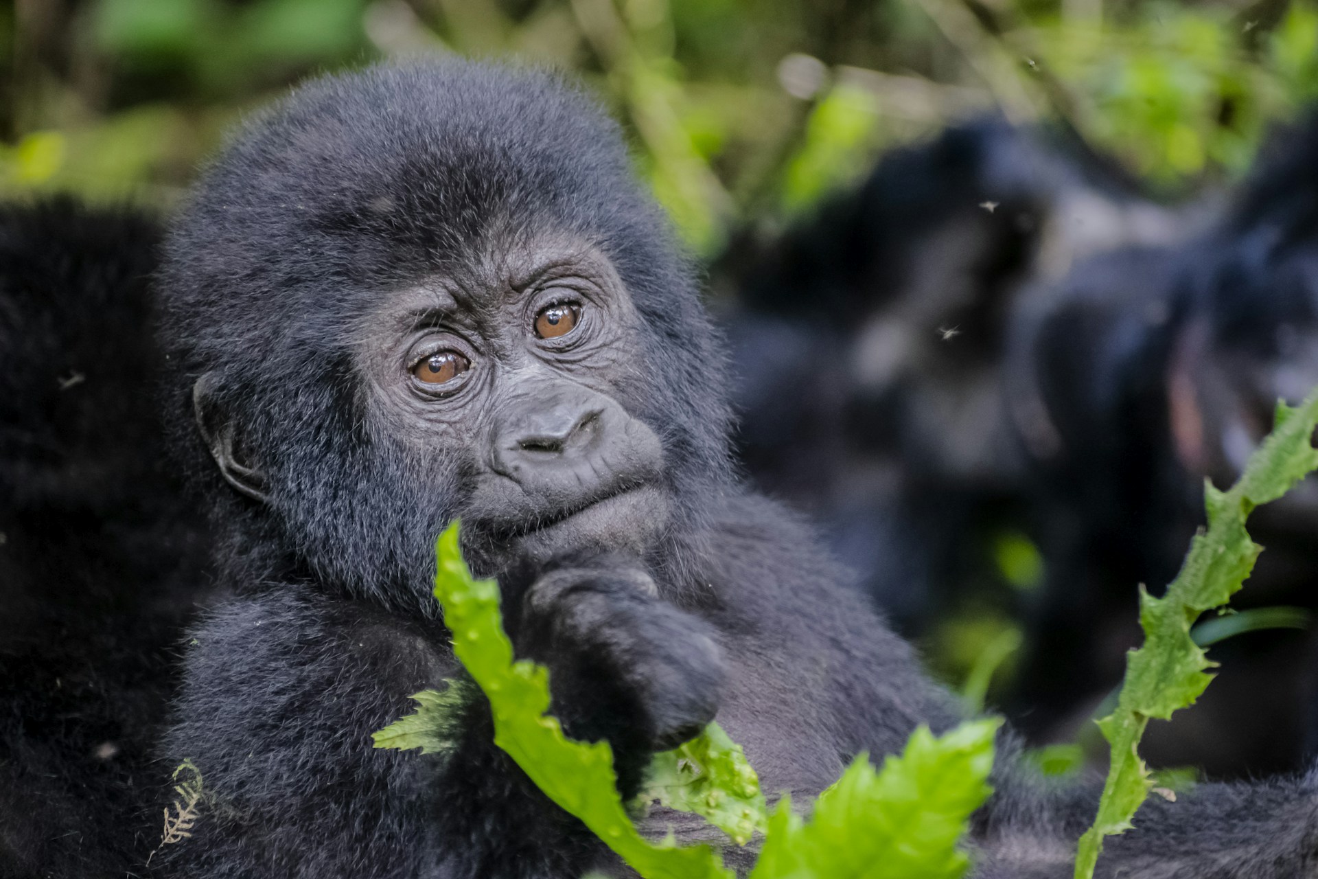 Mountain gorilla — Bwindi Impenetrable Forest trek, Uganda