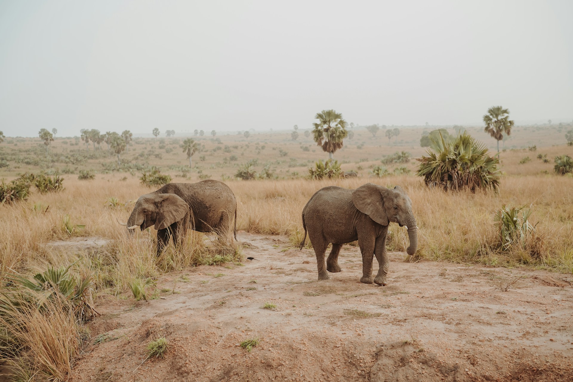 Murchison Falls safari — Nile cruise and savanna big game, Uganda