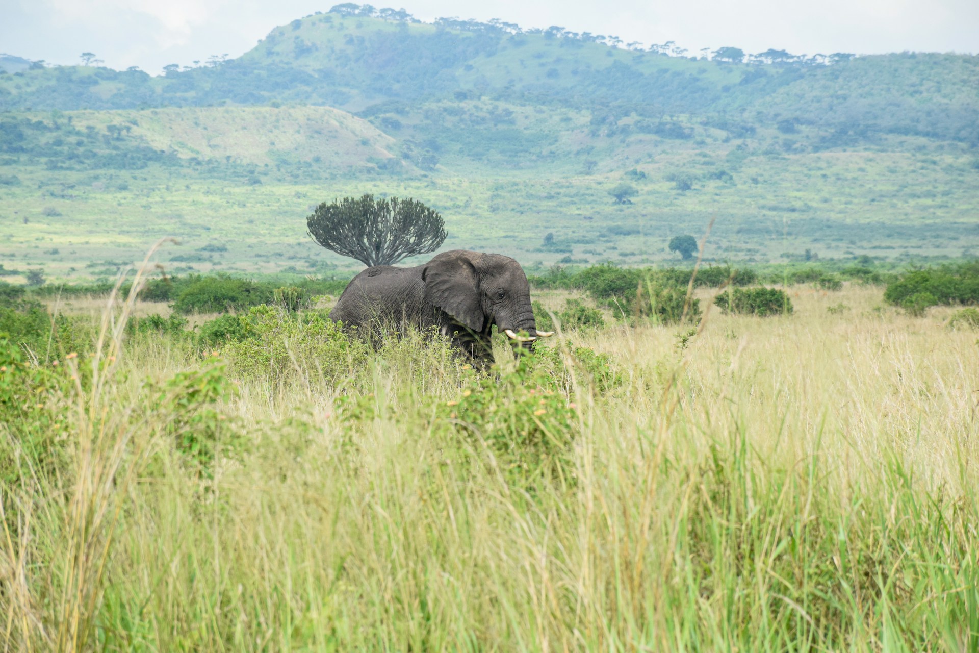 Elephant on the savanna — Queen Elizabeth National Park, Uganda