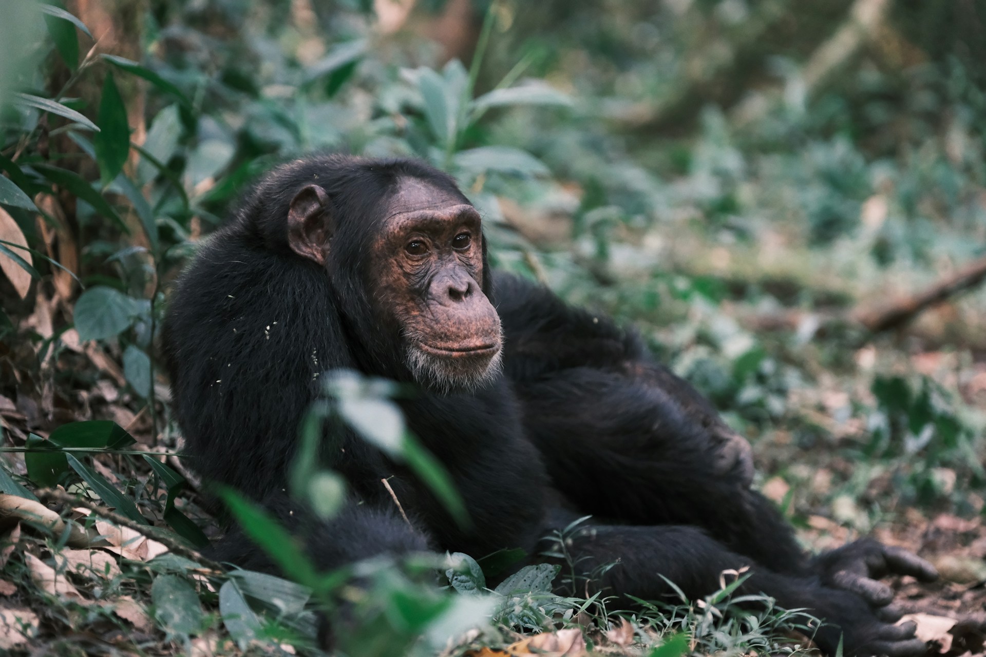 Uganda primates — rainforest and savanna national parks