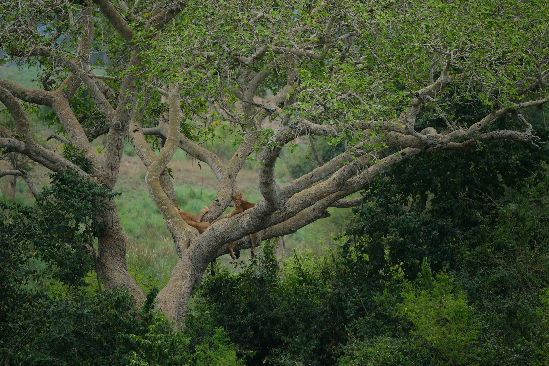 Uganda wildlife safari — savanna, Kazinga Channel, and gorillas