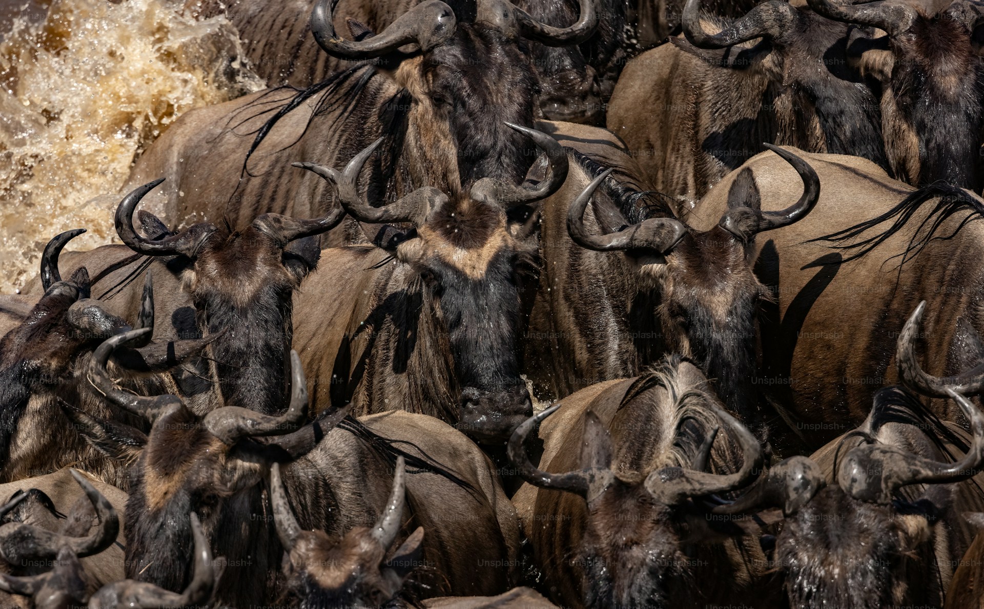 Wildebeest migration on the Serengeti — northern Tanzania safari
