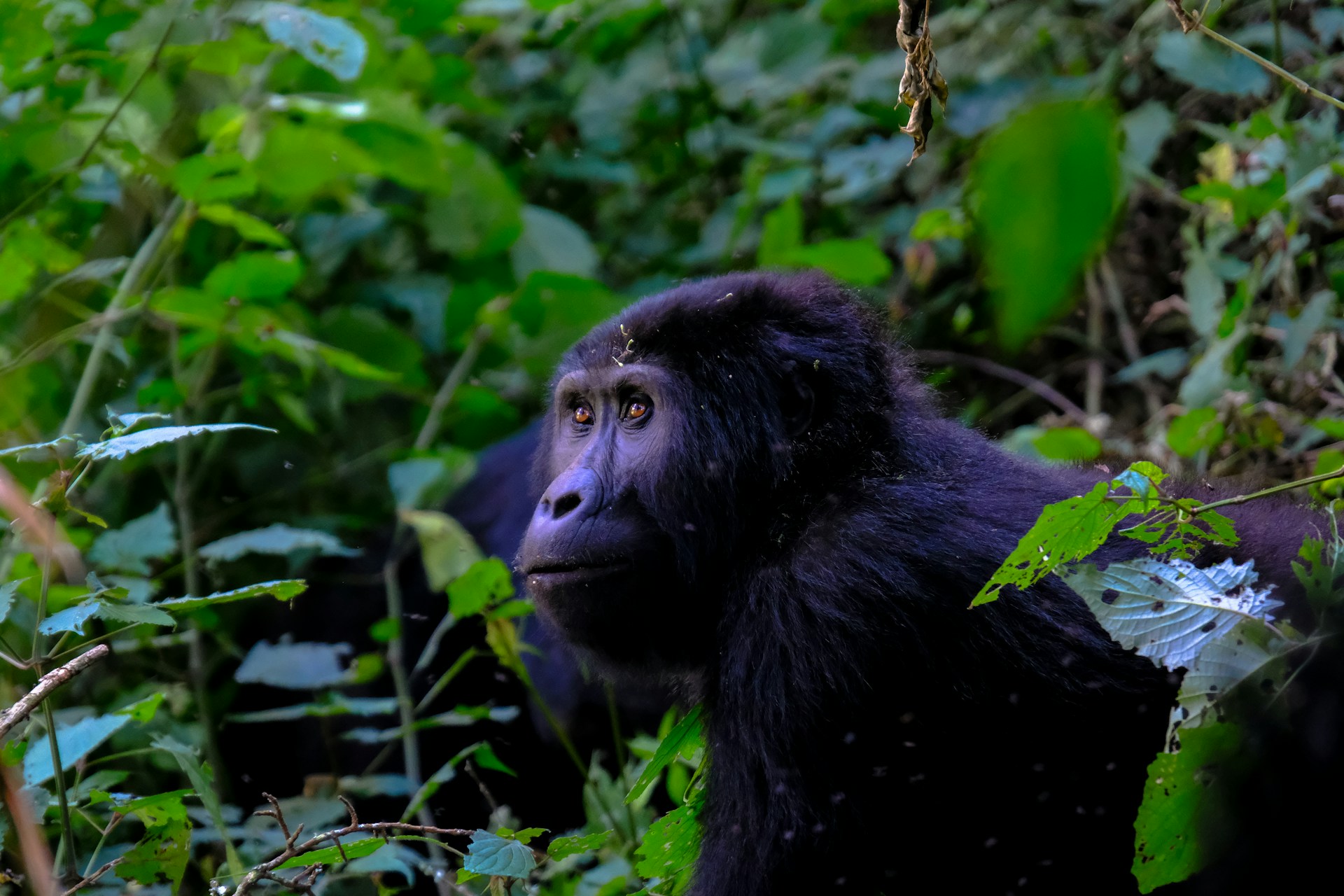 Golden monkey — classic primate safari, Uganda
