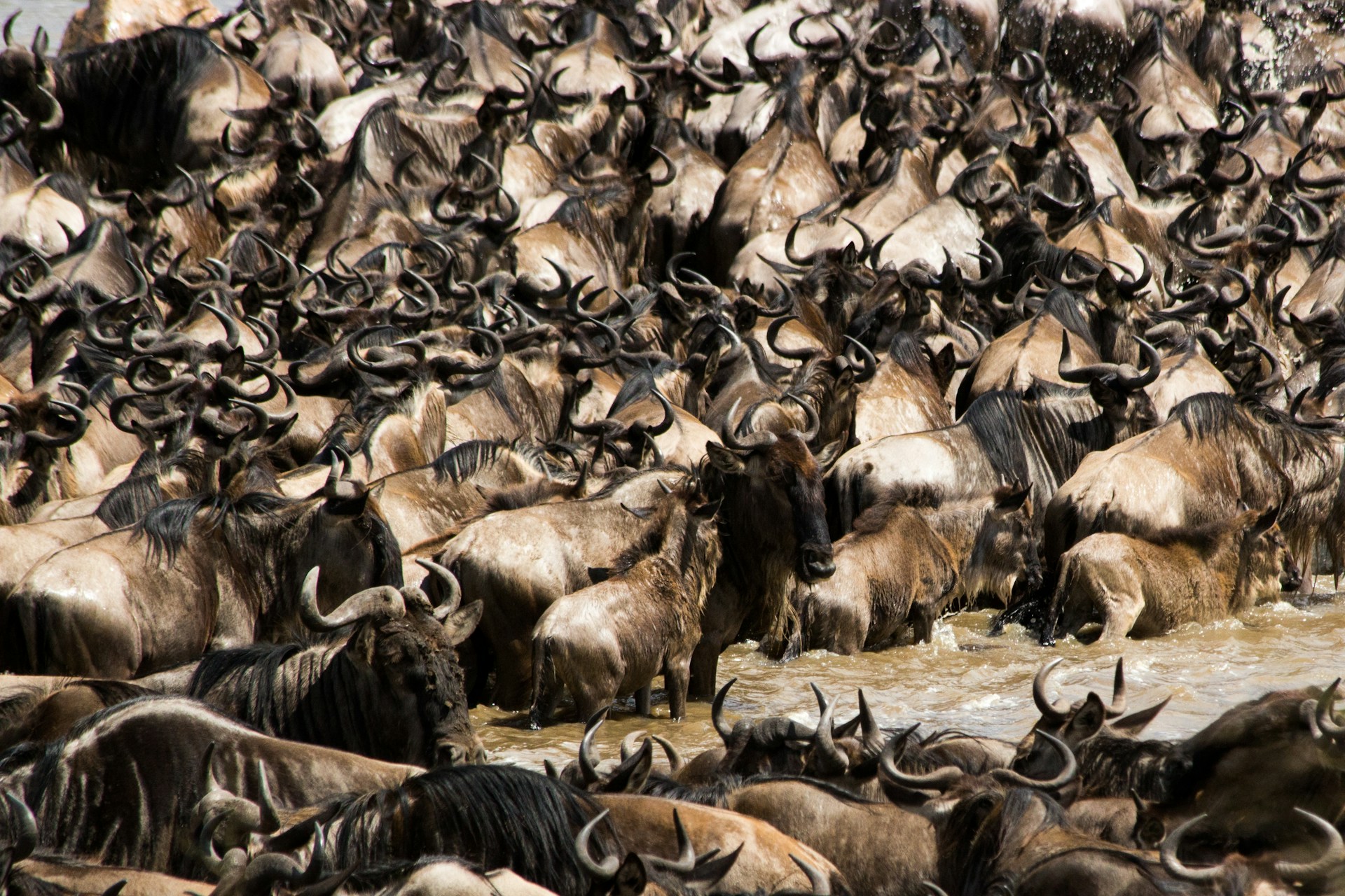 Wildebeest herd in the Mara — Kenya and Tanzania Great Migration