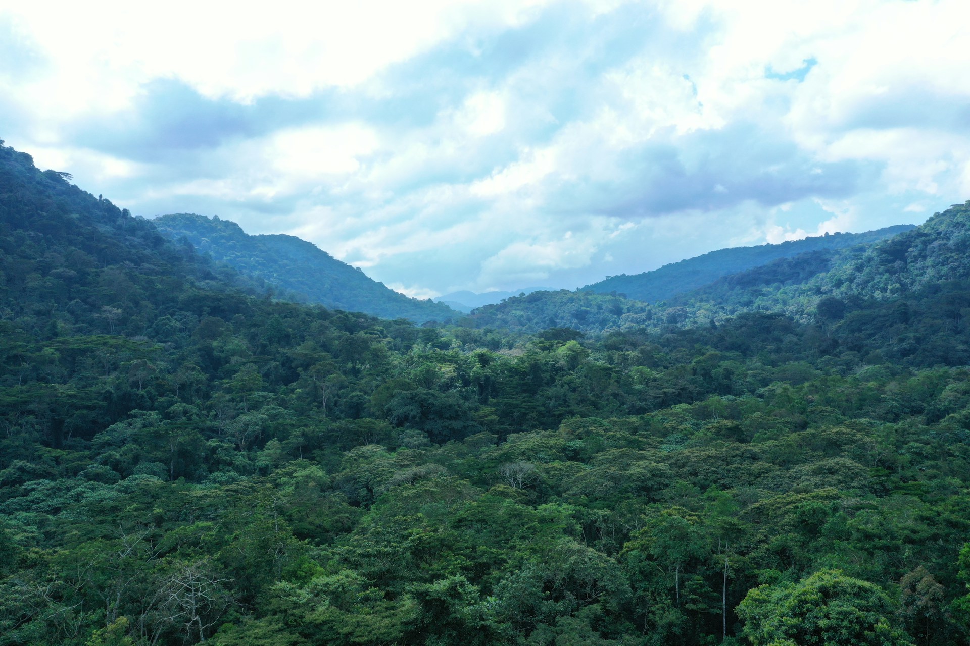 Bwindi Impenetrable Forest canopy — luxury Rwanda and Uganda gorilla journey