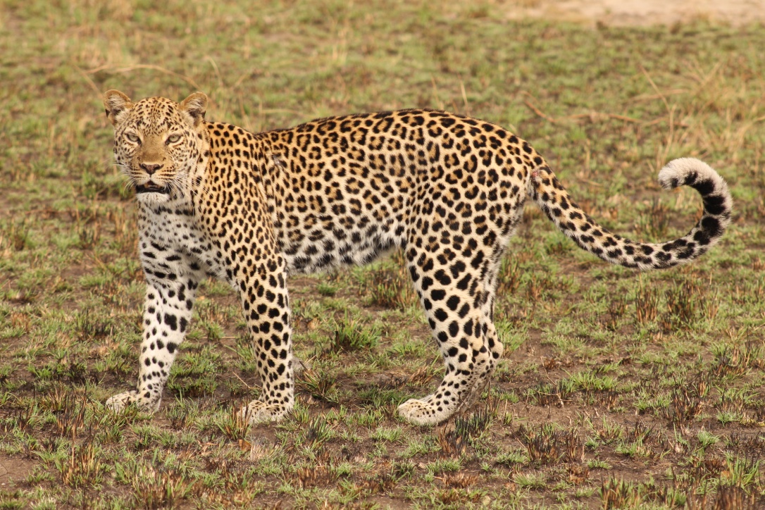 Tsavo safari — red earth and big game, Kenya